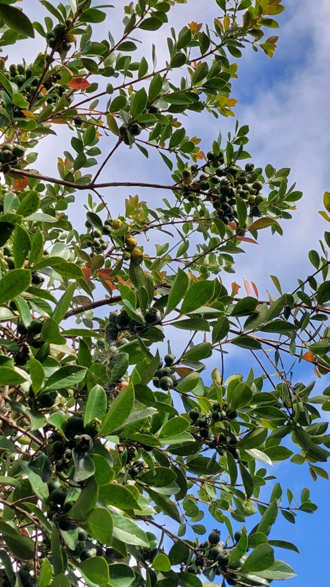 Villa Strelitzia Φουνκάλ Εξωτερικό φωτογραφία
